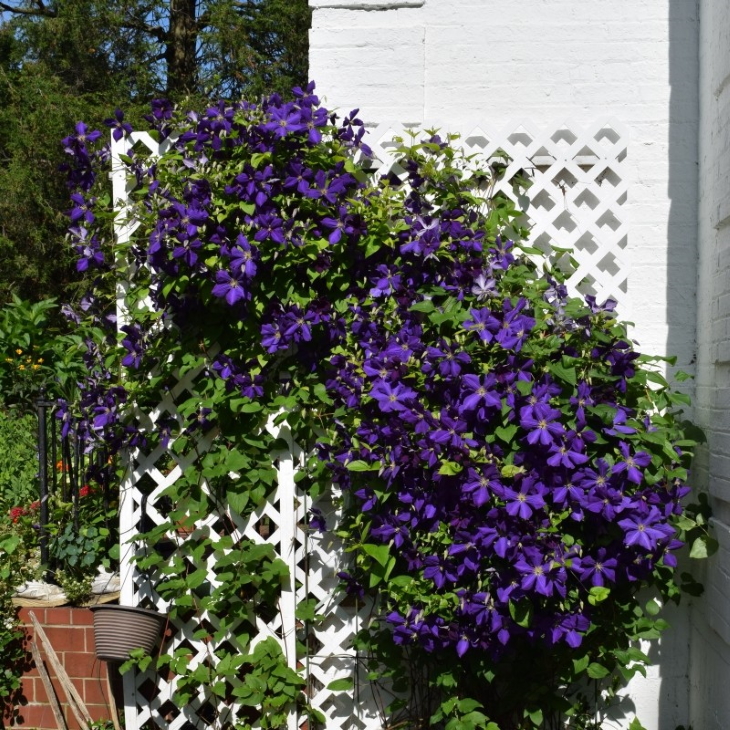 گیاهان مناسب خاک قلیایی - پیچک ها